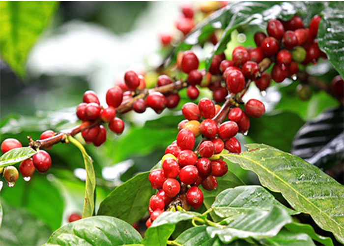 Giá nông sản ngày 9/5/2023: Cà phê ổn định, hồ tiêu tăng 1.000 đồng/kg