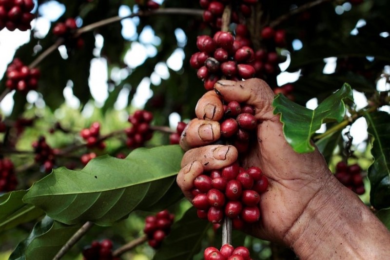 Giá cà phê thế giới được dự báo tiếp tục duy trì xu hướng giảm.