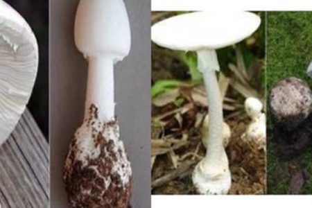 Cục ATTP cảnh báo ngộ độc thực phẩm có chứa độc tố tự nhiên