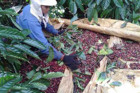 Giá nông sản ngày 21/2/2023: Cà phê giảm nhẹ, tiêu tăng 500 đồng/kg