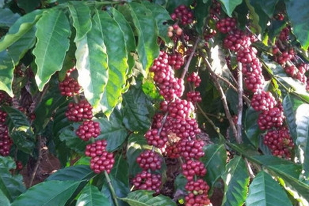 Giá nông sản ngày 22/2/2023: Cà phê quay đầu tăng mạnh, tiêu đạt 67.000 đồng/kg