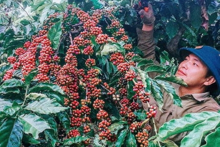Giá nông sản ngày 23/2/2023: Cà phê và tiêu tiếp tục tăng mạnh