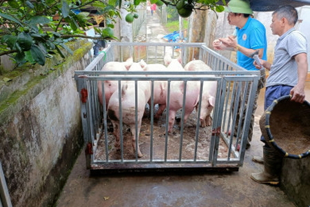 Giá heo hơi ngày 23/2/2023: Biến động từ 1.000 - 2.000 đồng/kg