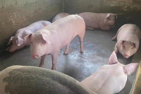 Giá heo hơi ngày 27/2/2023: Nông hộ giảm đàn, treo chuồng