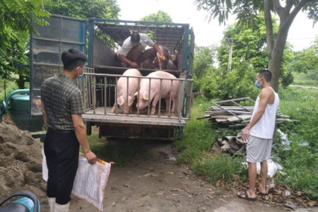 Giá heo hơi ngày 28/2/2023: Ủy ban Cải cách và Phát triển Quốc gia Trung Quốc đưa ra cảnh báo sớm về giá thịt heo