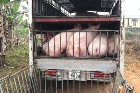 Giá heo hơi ngày 1/3/2023: Tiếp tục giảm, người nuôi lỗ nặng