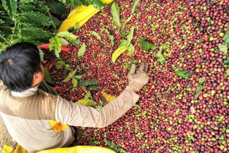 Giá nông sản ngày 2/3/2023: Cà phê tiếp tục tăng mạnh, tiêu giảm 1.000 đồng/kg