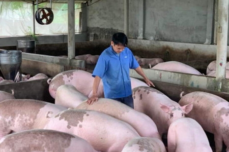 Giá heo hơi ngày 2/3/2023: 2 miền Bắc - Nam tiếp tục giảm