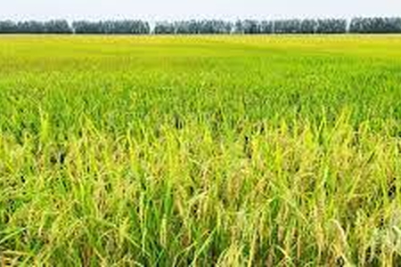 Phân bón Bình Điền II - 2 Phong giúp nông dân tối ưu lợi nhuận với phân bón thế hệ mới
