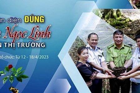 Tuần lễ ‘Nhận diện đúng sâm Ngọc Linh trên thị trường’