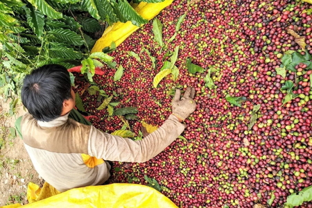 Giá nông sản ngày 16/4/2023: Cà phê và tiêu đồng loạt tăng