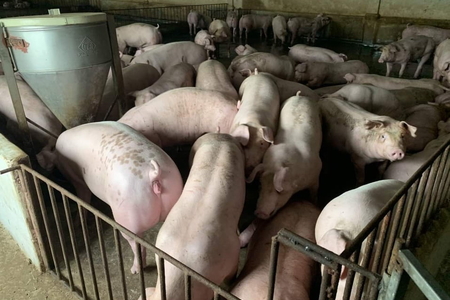 Giá heo hơi ngày 16/4/2023: Biến động 1.000 - 3.000 đồng/kg