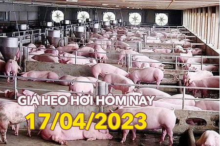 Giá heo hơi ngày 17/4/2023: Cao nhất đạt 52.000 đồng/kg