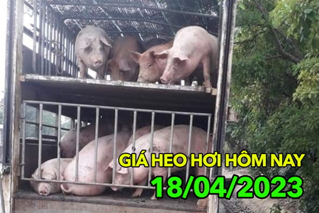 Giá heo hơi ngày 18/4/2023: Cả 3 miền đồng loạt tăng
