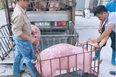 Giá heo hơi hôm nay 18/5/2023: Tiếp tục tăng lên 57.000 đồng/kg