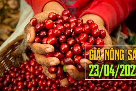 Giá nông sản ngày 23/4/2023: Cà phê và tiêu đồng loạt tăng mạnh