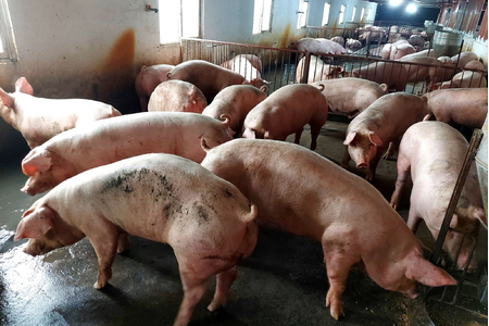Giá heo hơi hôm nay 8/5/2023: Miền Nam có giá cao nhất cả nước