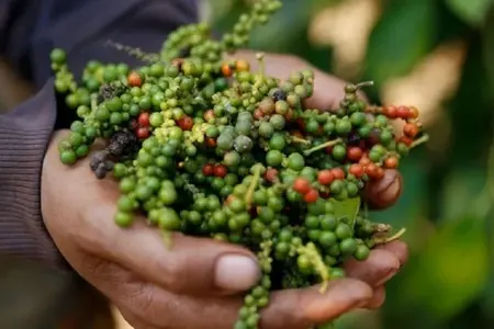 Giá tiêu hôm nay 25/4: Đồng loạt tăng, có nơi thêm 1.000 đồng/kg