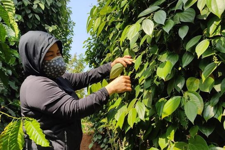 Giá nông sản ngày 7/6/2023: Cà phê tiếp tục tăng, hồ tiêu giảm 500 đồng/kg