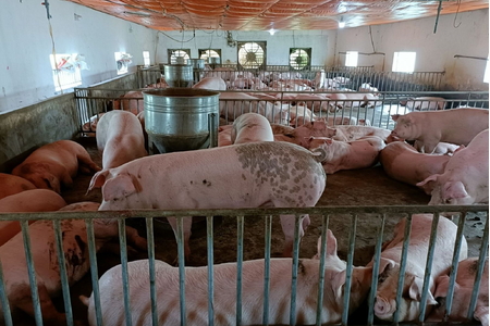 Giá heo hơi hôm nay 26/4/2023: Giảm 1.000 - 3.000 đồng/kg