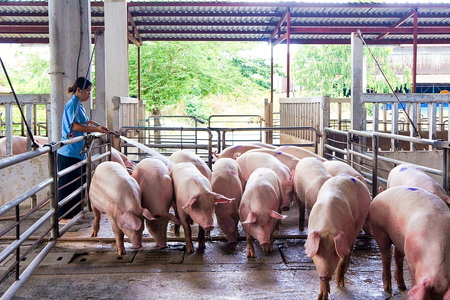 Giá heo hơi hôm nay 7/6/2023: Cả 3 miền giảm nhẹ