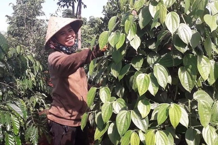Xuất khẩu hồ tiêu sang Trung Quốc tăng mạnh