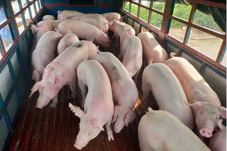 Giá heo hơi ngày hôm nay 21/12/2023: Cả 3 miền đồng loạt tăng 