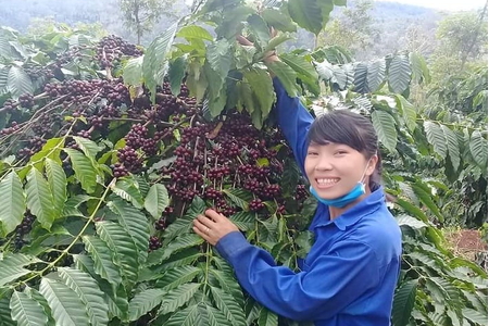 Giá nông sản ngày 18/5/2023: Cà phê tăng liên tiếp, tiêu giảm 500 đồng/kg