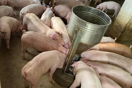 Giá heo hơi hôm nay 28/5/2023: Heo tăng giá, nông dân phấn khởi tăng đàn