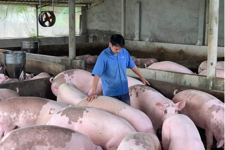 Giá heo hơi hôm nay 30/6/2023: Tiếp tục tăng, cao nhất đạt 64.000 đồng/kg