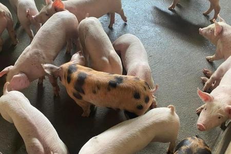 Giá heo hơi 3/7: Miền Bắc cao nhất, giá từ 62.000 – 64.000 đồng/kg