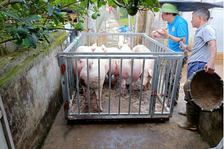 Giá heo hơi hôm nay 3/8/2023: Cả 3 miền tăng nhẹ