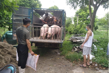 Giá heo hơi hôm nay 14/12/2023: Miền Bắc tiếp tục tăng 1.000 - 2.000 đồng/kg