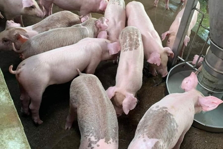 Giá heo hơi hôm nay 20/12/2023: Tăng nhẹ, cao nhất đạt 51.000 đồng/kg