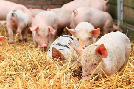 Giá heo hơi ngày 18/11/2024: Đứng giá tại cả ba miền