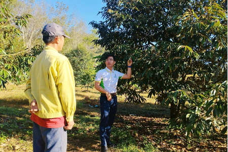 Giải bài toán rụng hoa, rụng trái sầu riêng: Hiểu đúng bản chất, giữ vững năng suất