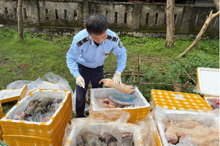 Phát hiện, tiêu hủy hơn 2,6 tấn nội tạng động vật không rõ nguồn gốc