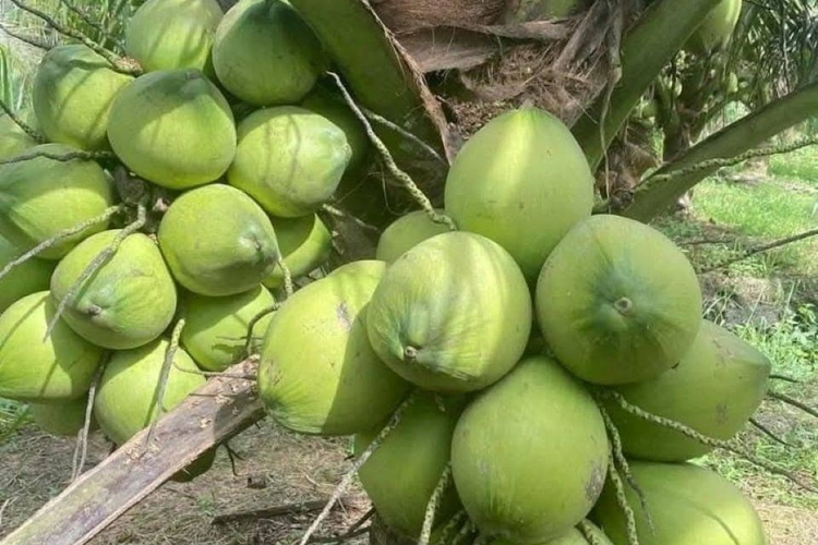 Bứt phá các sản phẩm trồng trọt: Nhìn từ câu chuyện ngành dừa