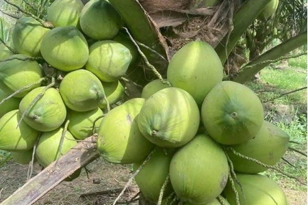 Bứt phá các sản phẩm trồng trọt: Nhìn từ câu chuyện ngành dừa