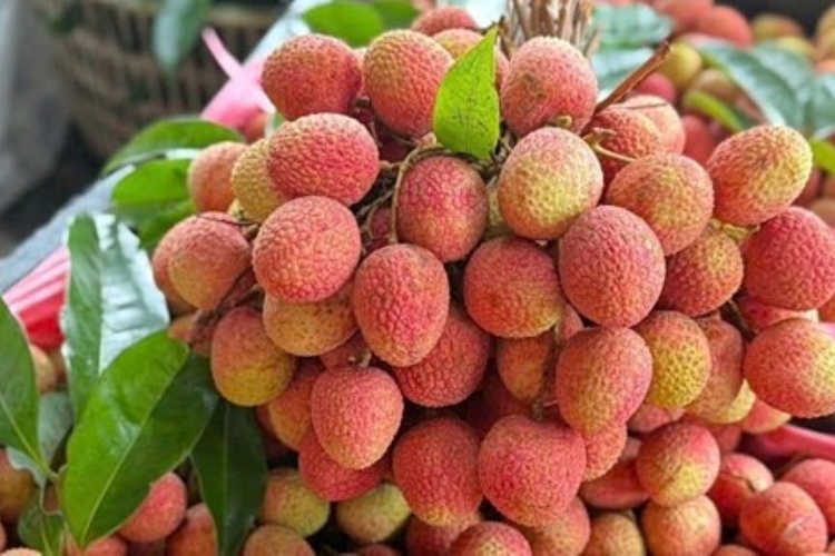Vải thiều mất mùa năm 2026: Sản lượng giảm 50%, giá bán lập đỉnh 210.000 đồng/kg
