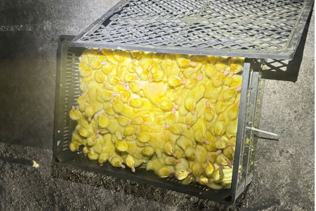 Quảng Ninh: Bắt giữ gần 8.000 con gia cầm giống không rõ nguồn gốc, xuất xứ