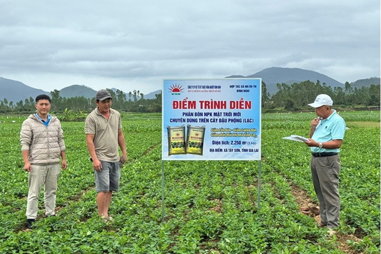 Mô hình phân bón chuyên dùng giúp cây lạc tăng năng suất 20% tại Gia Lai