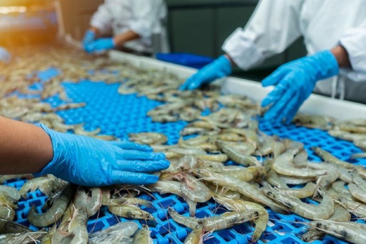 Hoa Kỳ kết luận sơ bộ chống bán phá giá tôm Việt Nam