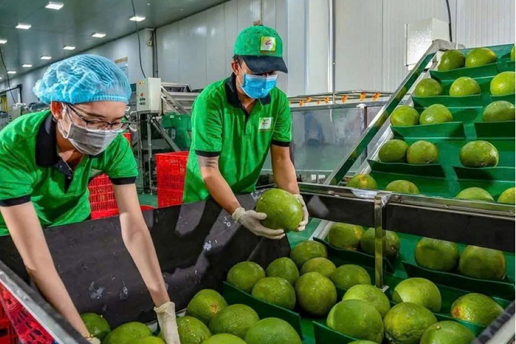 Bưởi, chanh Việt Nam rộng cửa vào thị trường Trung Quốc