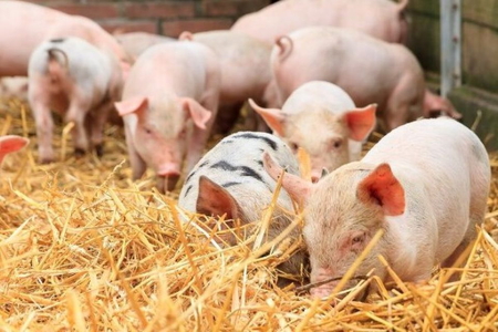 Giá heo hơi hôm nay 18/5/2026: Thị trường sẽ quay về mốc 62.000 đồng/kg?