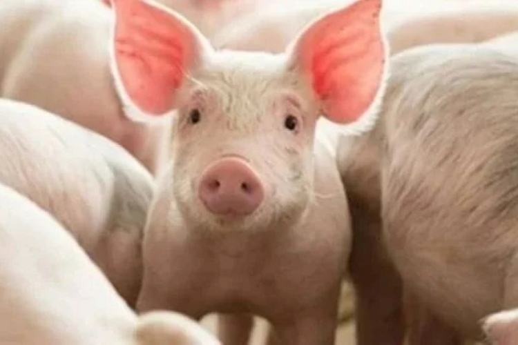 Giá heo hơi ngày 21/5/2026: Đồng loạt tăng trên cả 3 miền