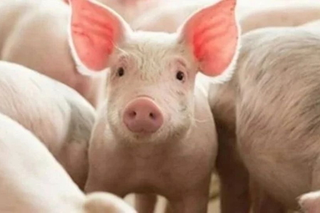 Giá heo hơi ngày 21/5/2026: Đồng loạt tăng trên cả 3 miền