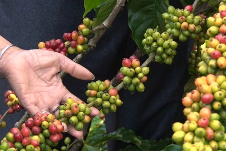 Giá nông sản 23/5/2026: Cà phê bật tăng, hồ tiêu tiếp tục ổn định