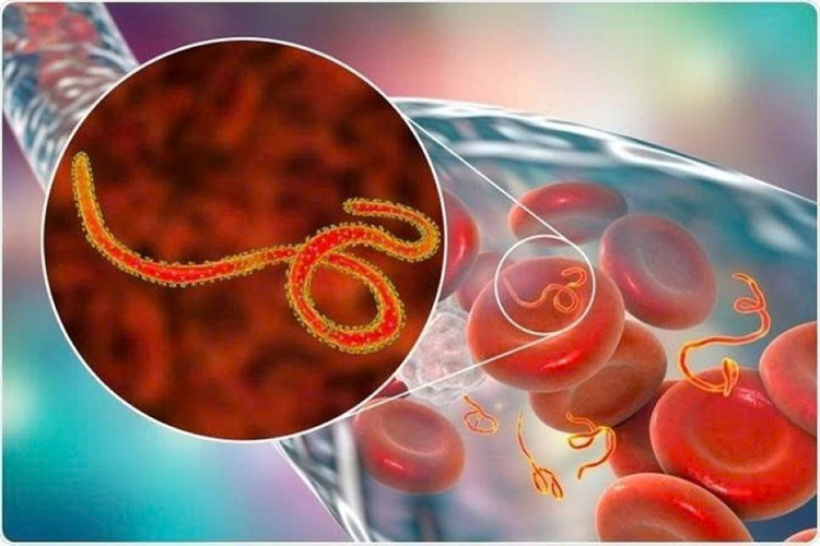 Dịch bệnh Ebola tiếp tục diễn biến phức tạp