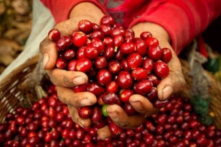 Giá nông sản hôm nay 29/5/2026: Cà phê đảo chiều giảm, hồ tiêu neo ở mức cao